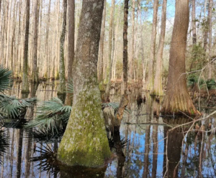 Big Thicket