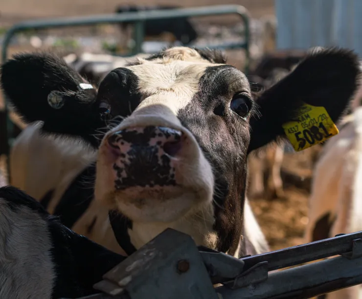 Holstein Cow