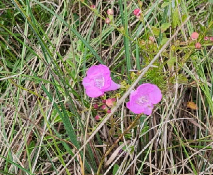 Katy Prairie