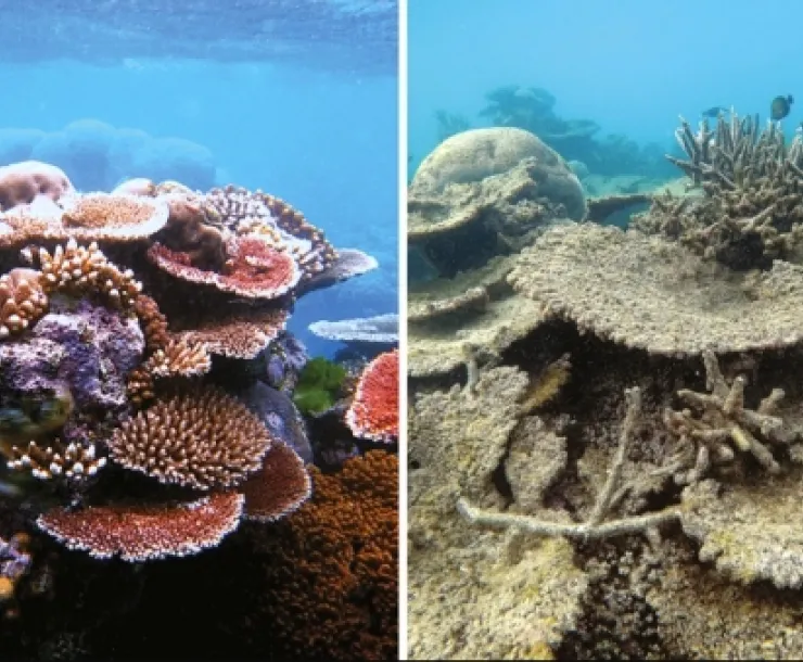 reefs before and after #2