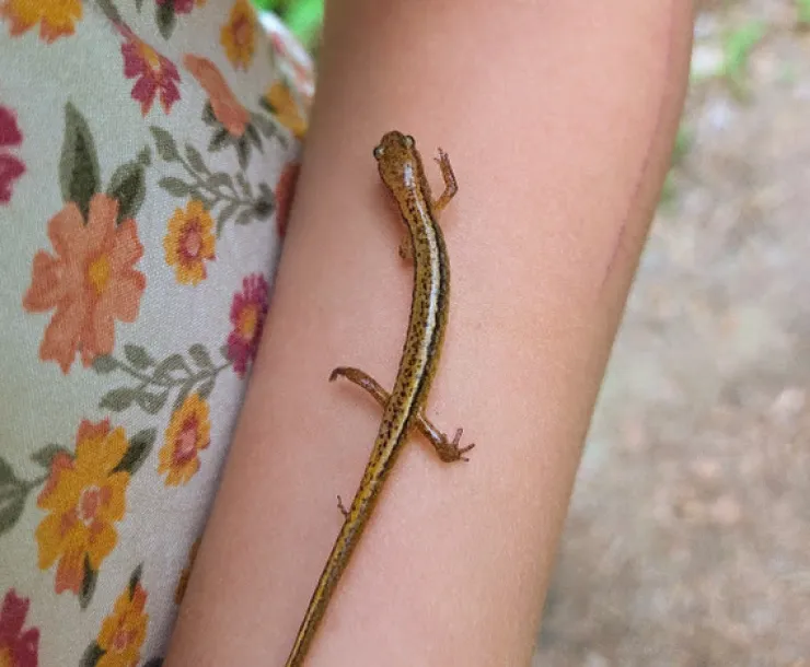 An arm with a brown-green salamander resting on it