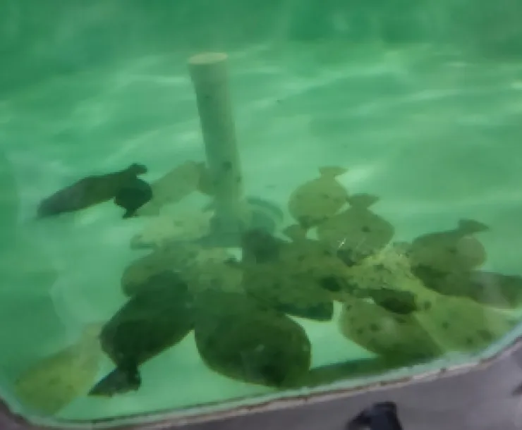 Sea Center