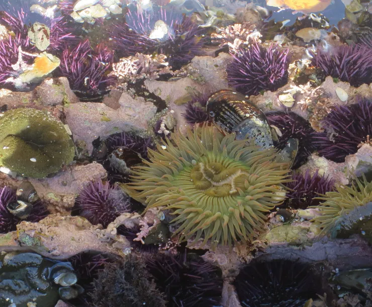 Tide pool at MDO in 2019 cropped C Mintzer