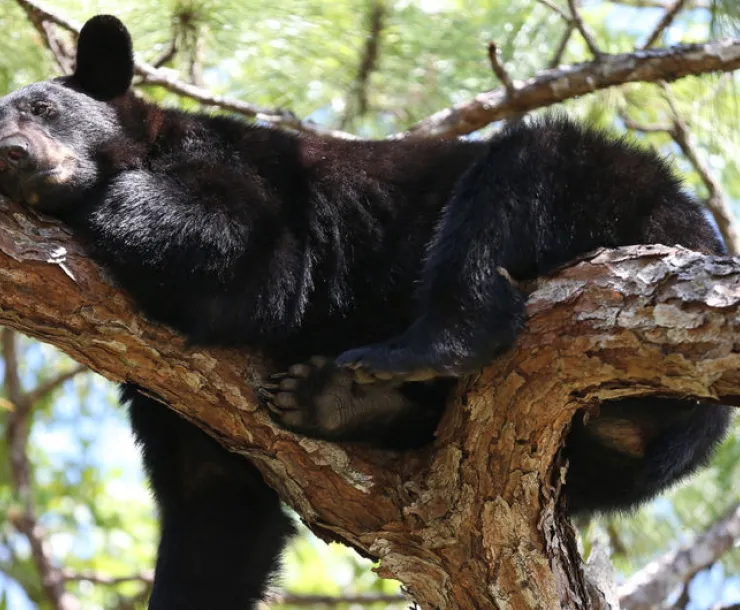 Bear sleeping on branch in tree 