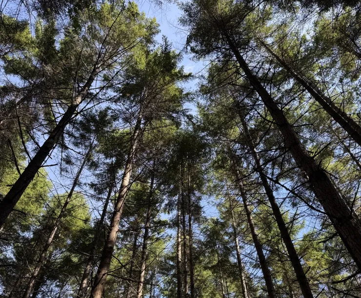 Forest photo LP
