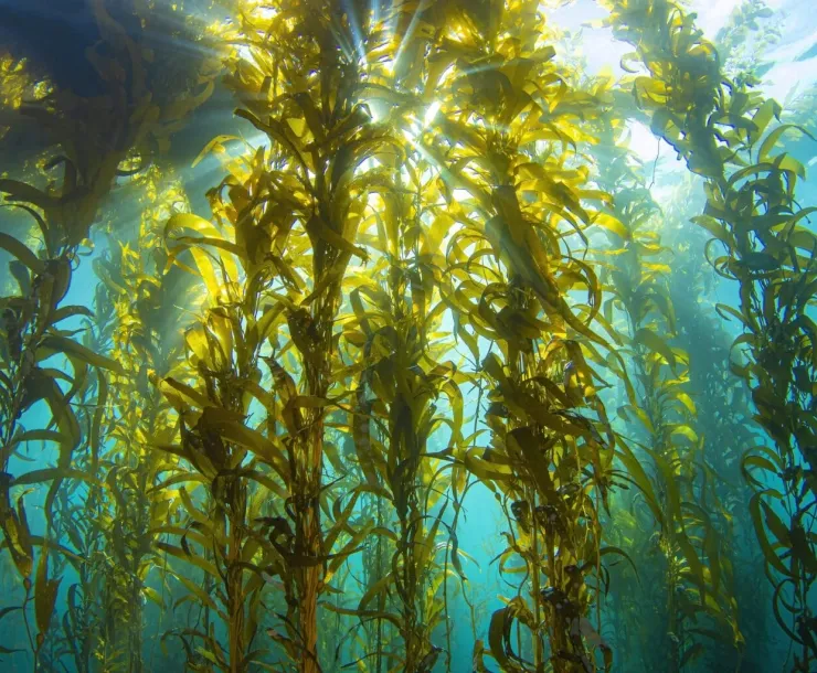 Kelp Forest 