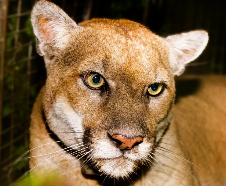 Mountain Lion