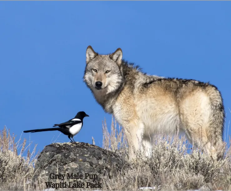 Wolf watching a bird Photo credit: Deby Dixon