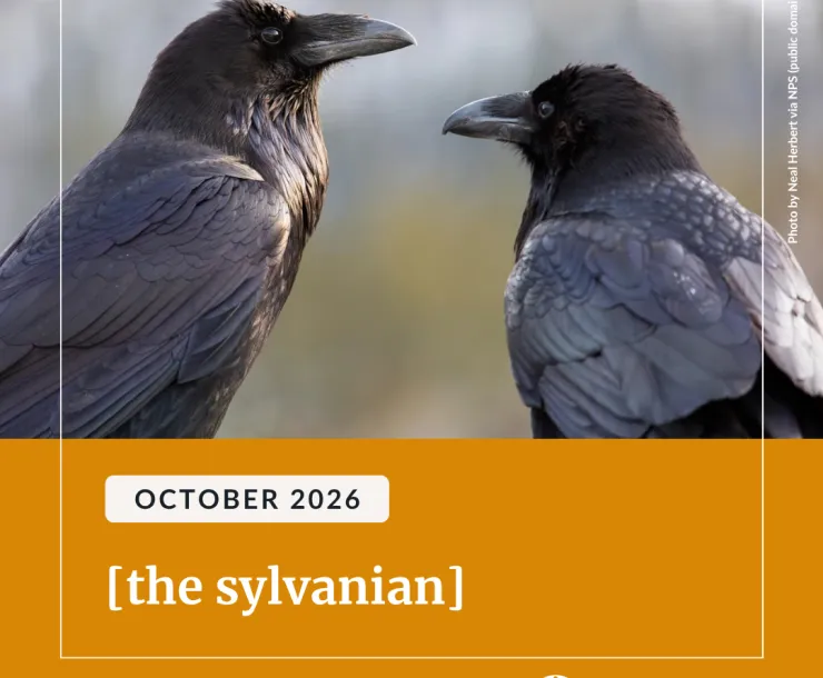 A pair of common ravens. Below an orange background with white text reads: "October 2026 [the sylvanian]".