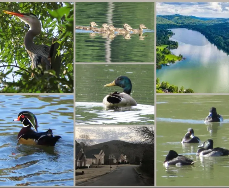 Bird Collage with Houses.JPG