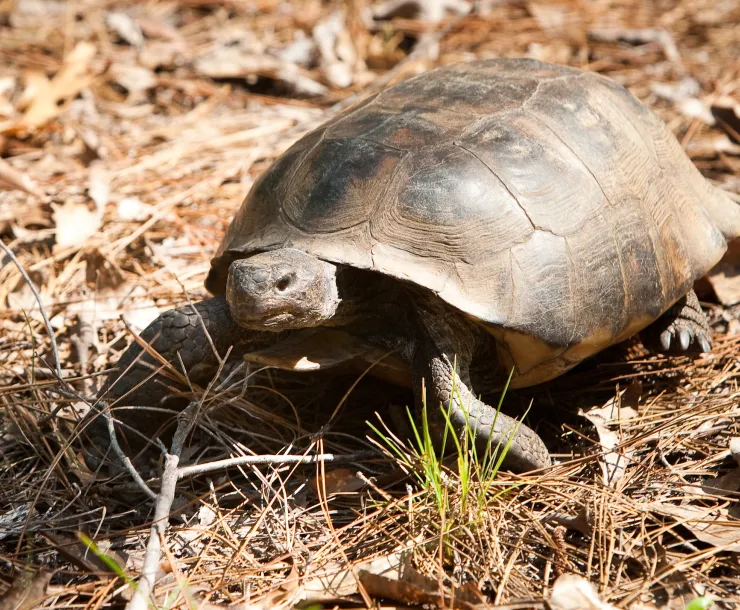 GOPHER TORTOISE-BillyPope-2.jpg