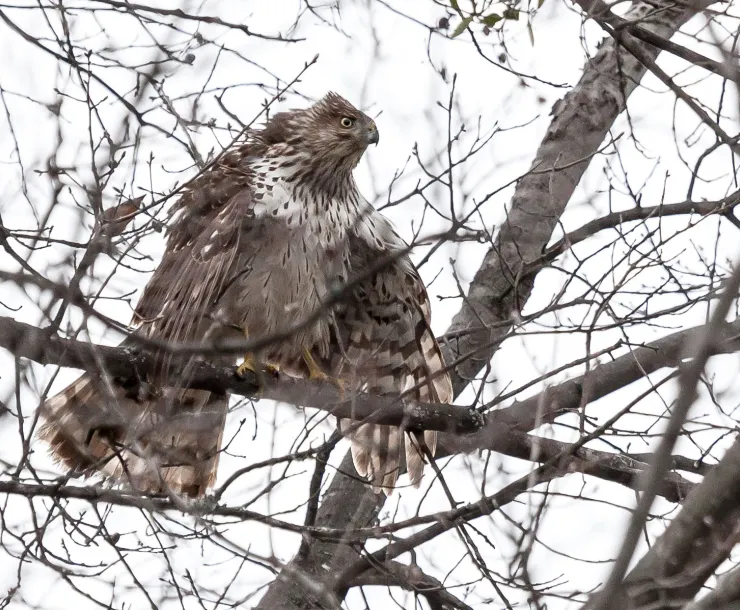 coopers-hawk-joewatts-4.jpg