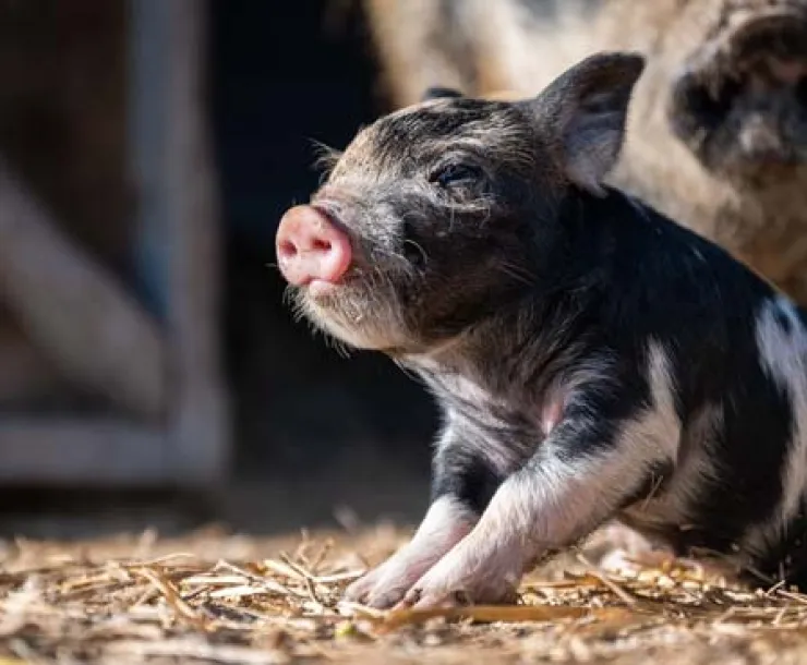cute-pig.jpg