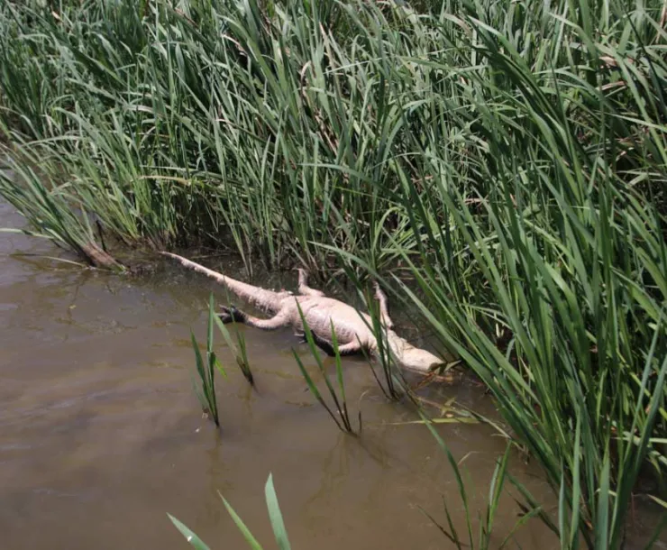 dead-gator-cade-mobilebaykeeper.jpg