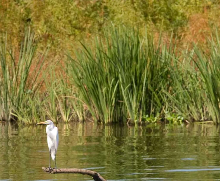 river-bird-1.jpg