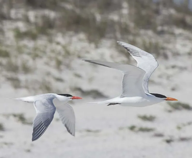 tern-1.jpg