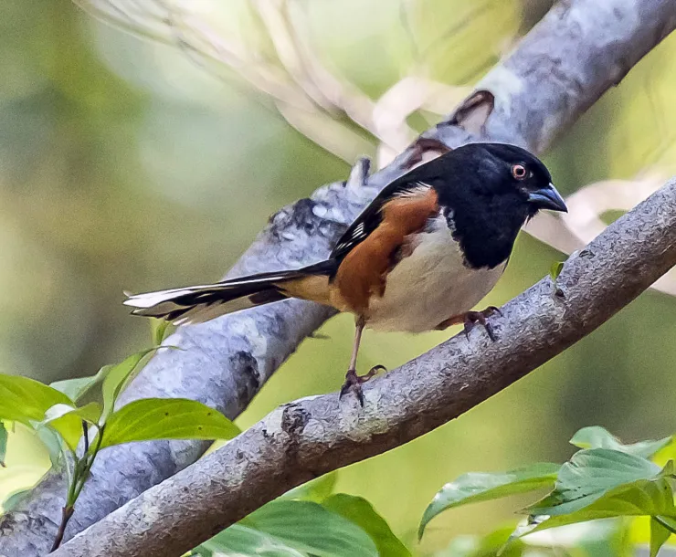 towhee-joe-watts.jpg