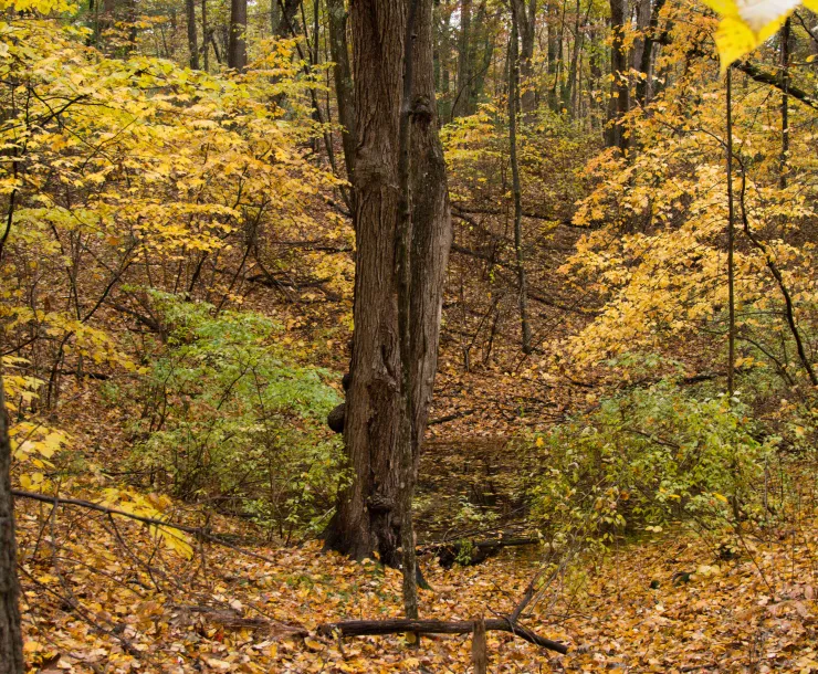 Trail in fall 2.jpeg