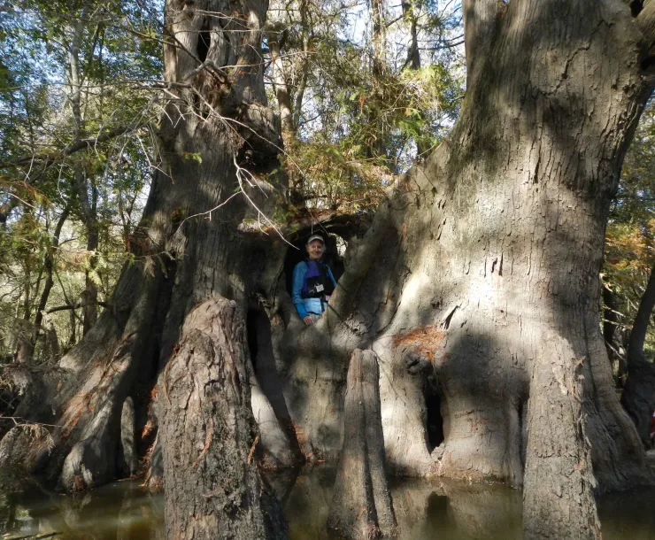 0-Tree Hugee by Tom Douglas.jpg