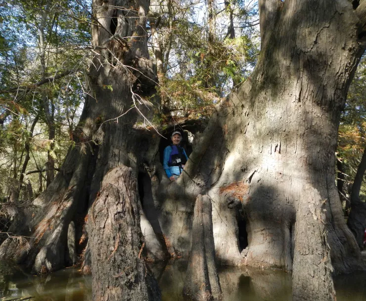 0-Tree Hugee by Tom Douglas.jpg