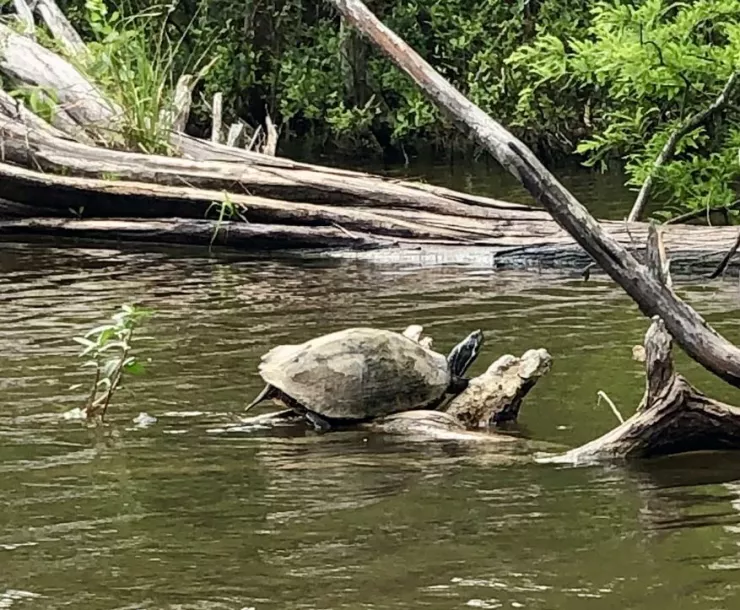 0-Turtle by Joe Coker.jpg