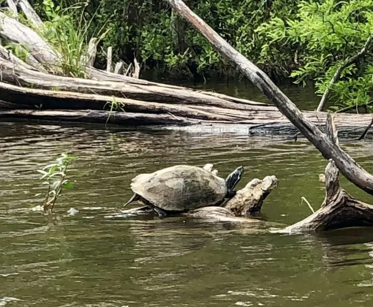 0-Turtle by Joe Coker.jpg
