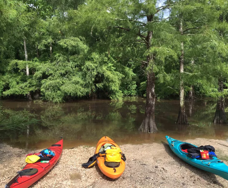 1 Anticipation at White Park by Joe Coker.jpg