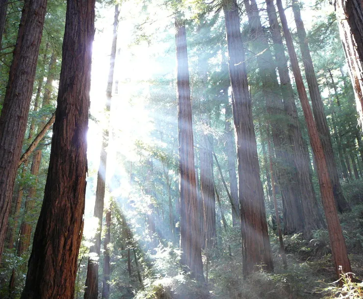1200px-Trees_and_sunshine.JPG