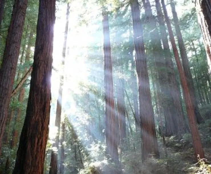 1200px-Trees_and_sunshine.jpeg