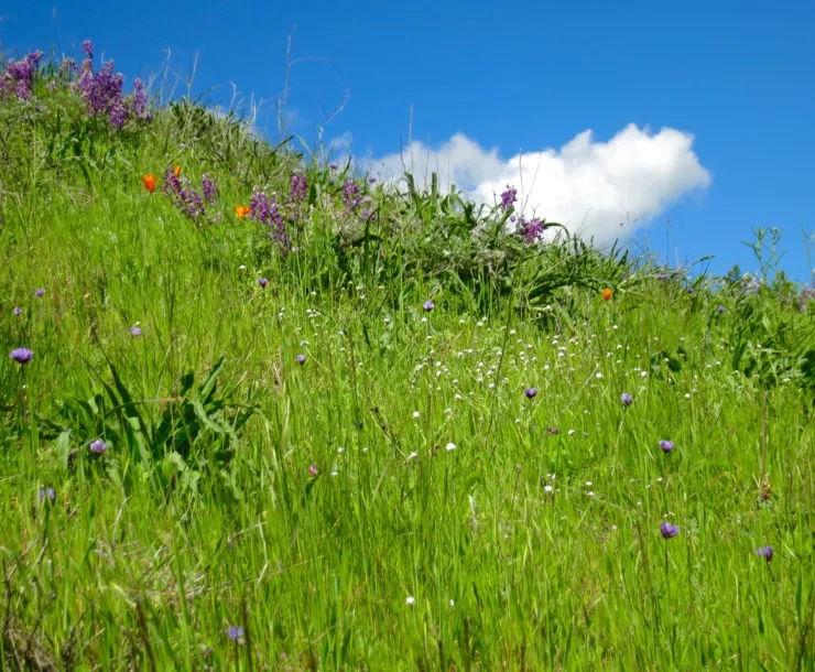 2 Skyine ilver lupine, sky and clouds - 1.jpg