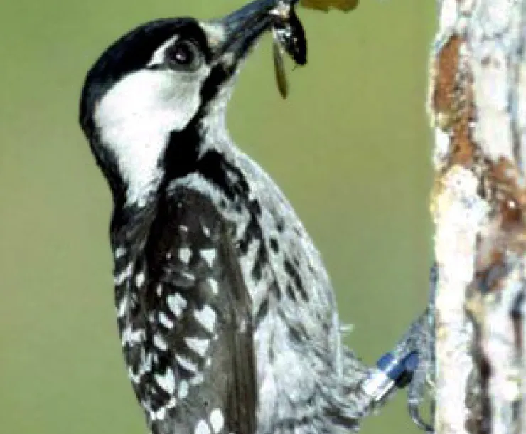 2-Picoides_borealis_USMC2005729133853B.jpg