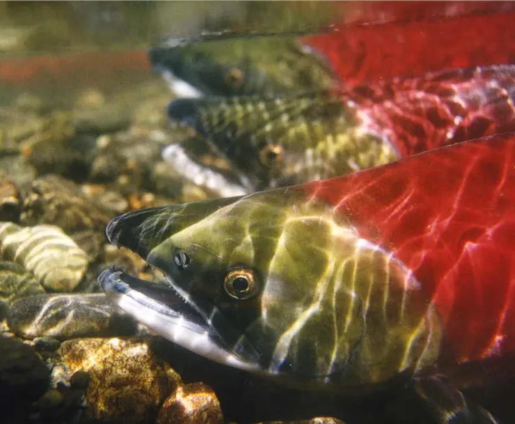3sockeye.jpg