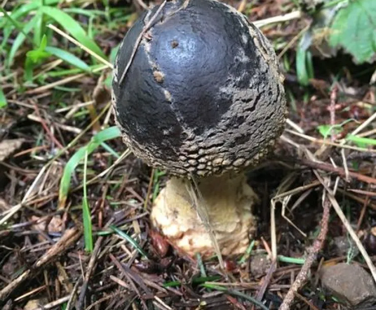 Amanita Augusta Emerging.jpg