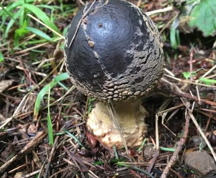 Amanita Augusta Emerging.jpg