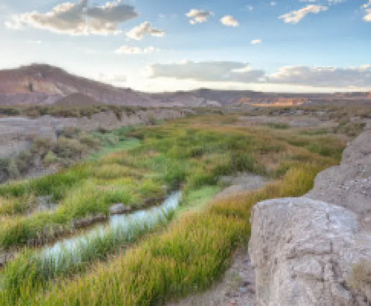 AmargosaRiver_BobWick-BLM_300.jpg