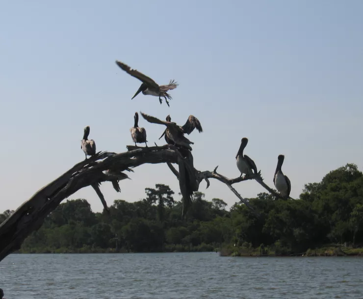 Armand Bayou NC Pelicans_at_Armand_Bayou,_Texas_(5984945212).jpg