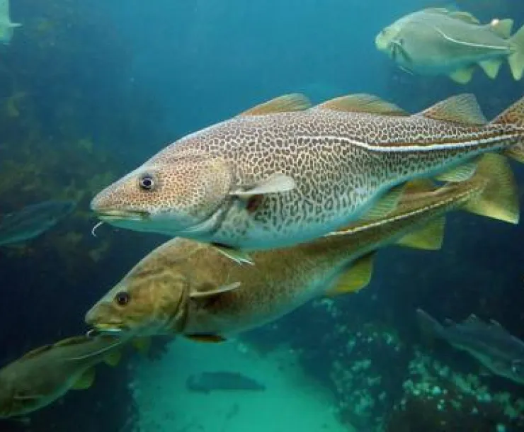 AtlanticCod.jpg