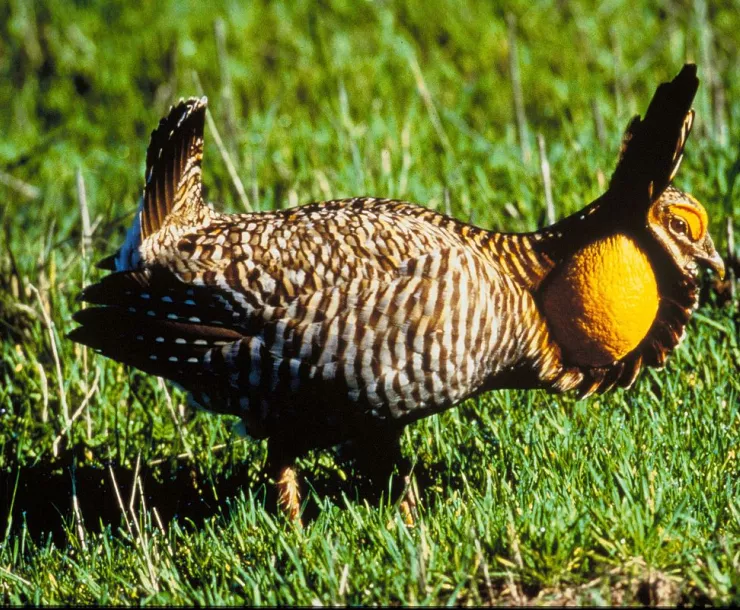 Attwater's_Prairie_Chicken.jpg