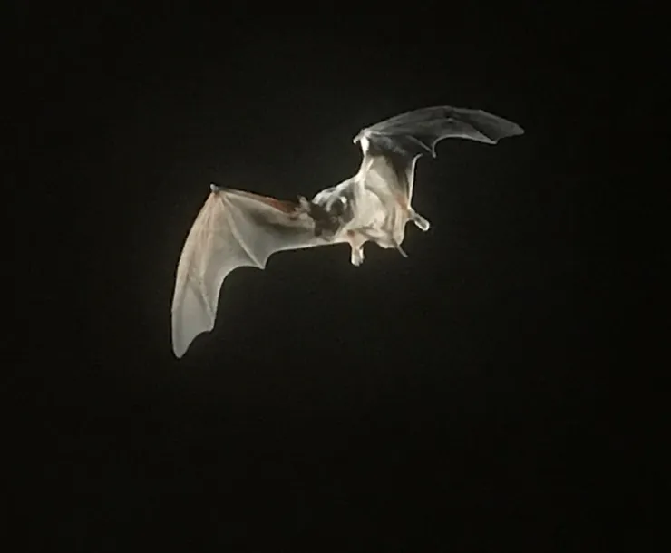 Bat.jpg