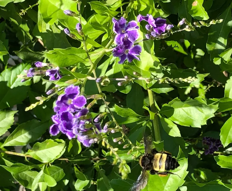 Bay Area SC flower photo cropped.jpg