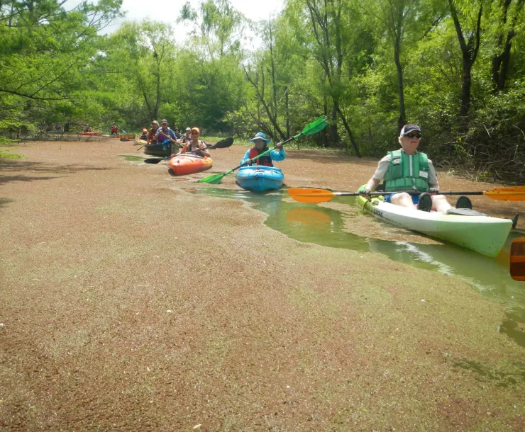 Bayou Banner Cover Photo.JPG