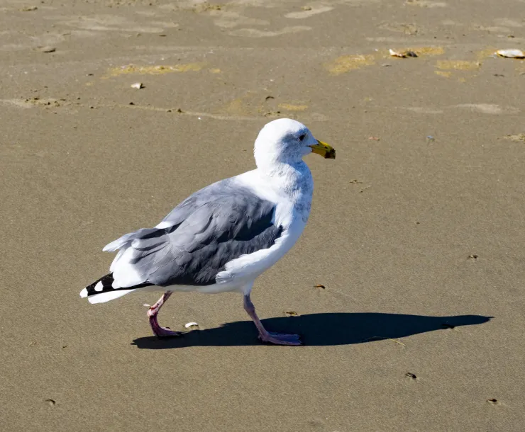 BeachBird-photo.jpg
