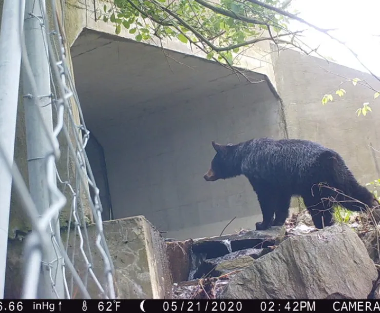 BearCrossing.jpg