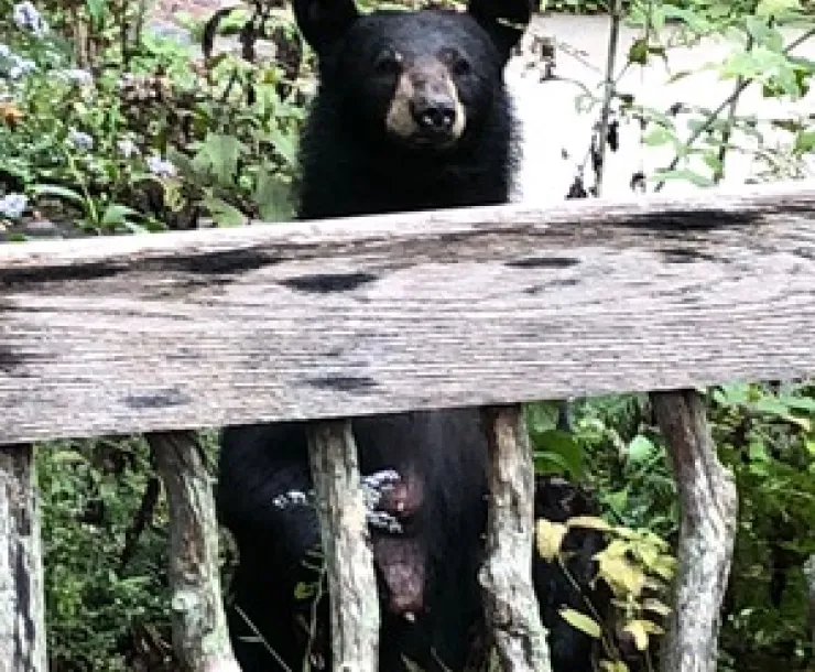 BearFrontSteps.jpeg