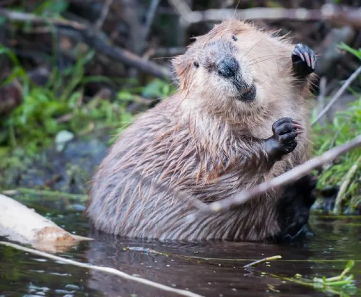 Beaver photo.jpg