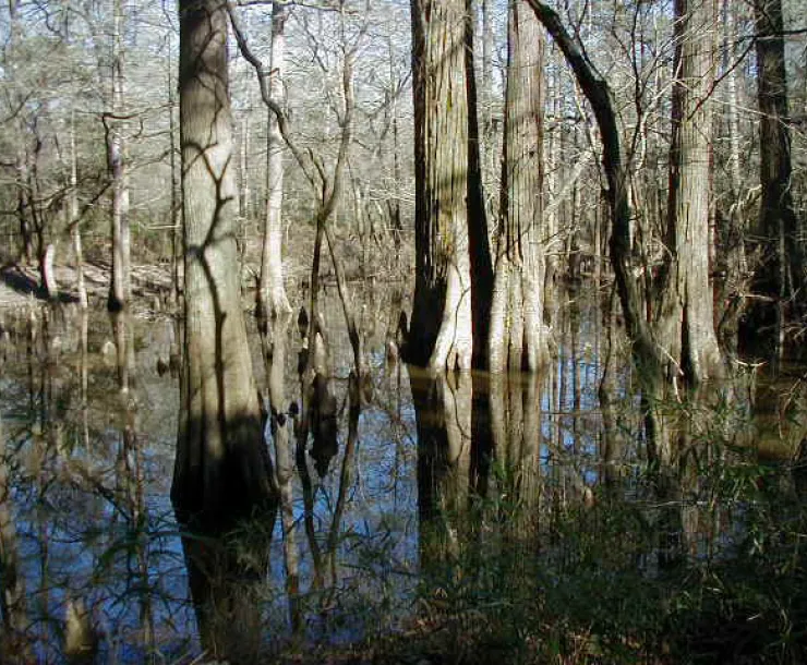 Big_thicket.jpg