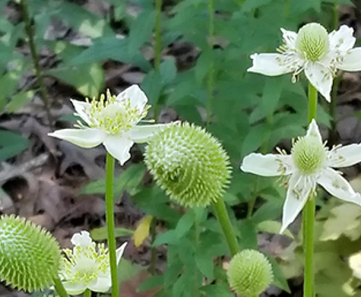 BillYard_thimbleweed.jpg