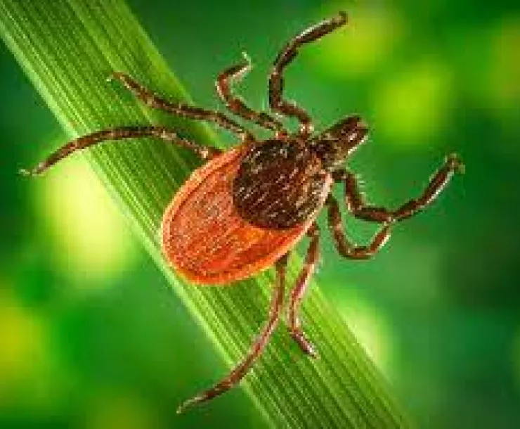 Black legged tick image.jpg