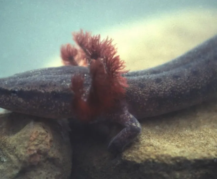 BlackWarriorWaterdog.jpg