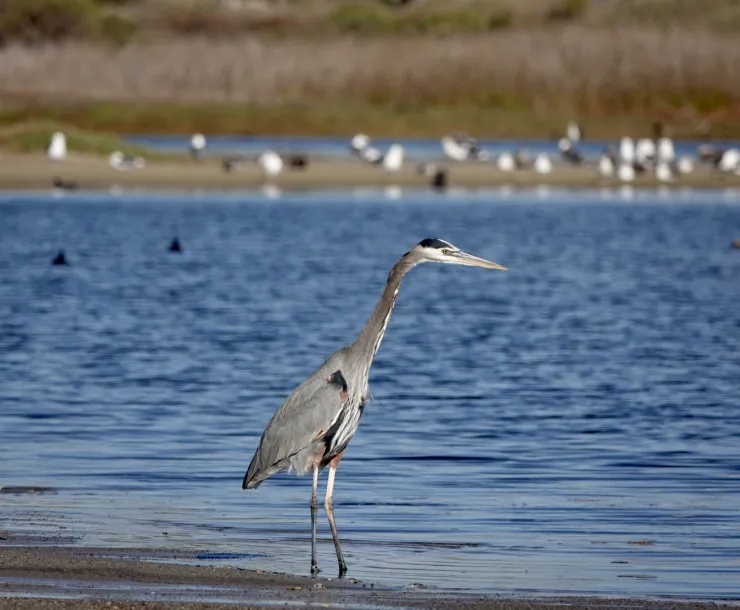 Blue Heron1.jpg